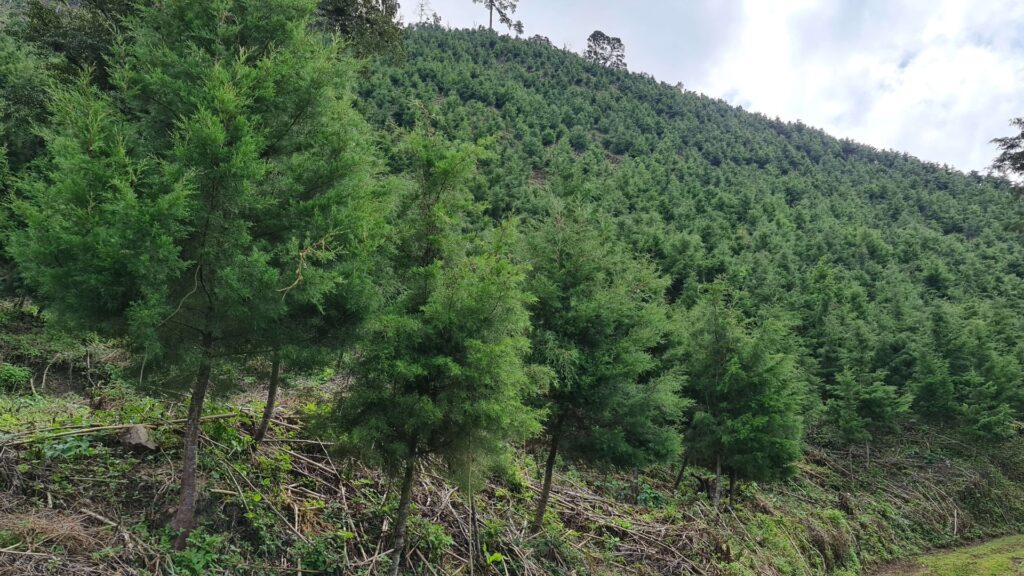 INAB beneficia a más de 7 mil familias con incentivos forestales