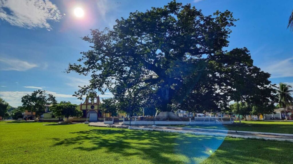 Instituto Nacional de Bosques destaca el valor cultural y ambiental de la Ceiba pentandra

