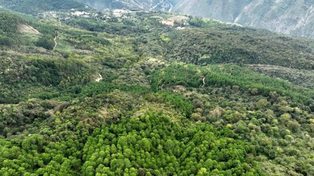 Día Internacional de los Bosques: INAB impulsa la sostenibilidad forestal en Guatemala