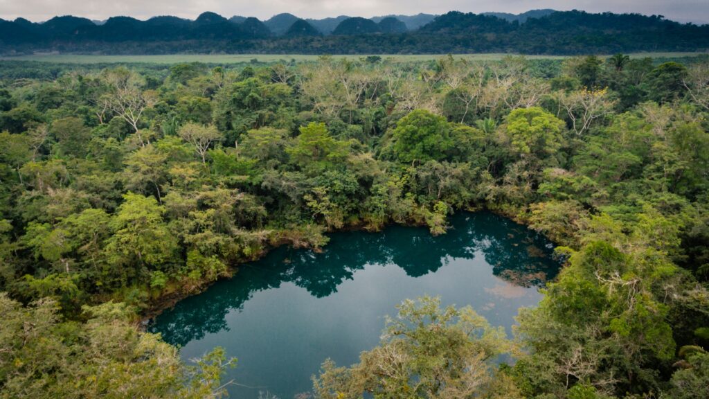 Palma guatemalteca avanza con cero deforestación y verificación satelital