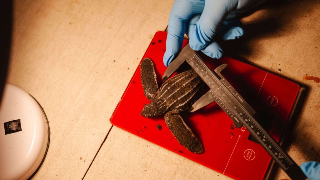 Donativos Ambientales Ford 2026 abre oportunidades para proyectos sostenibles