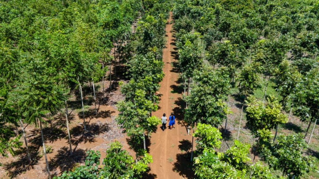 Incentivos forestales impulsan el desarrollo local con segundo pago del INAB