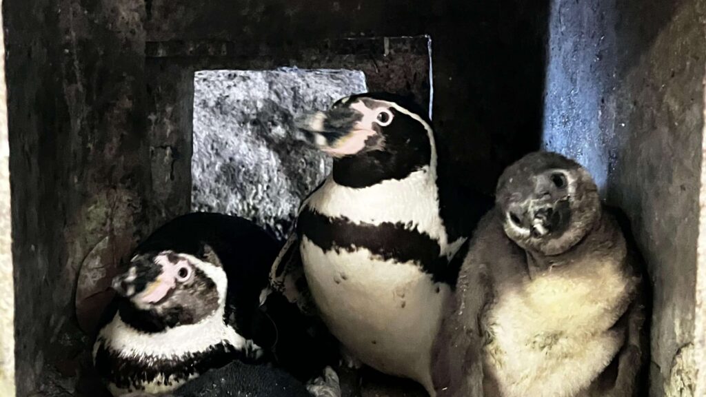 Zoológico La Aurora presenta a Nancy y Campito al público