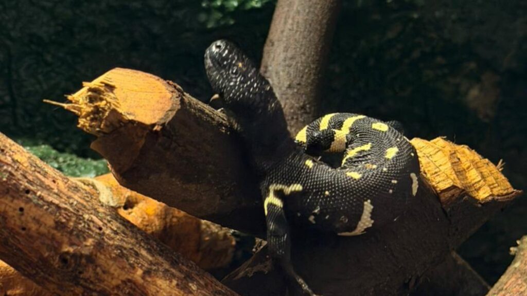 Nacen tres crías de Heloderma charlesbogerti, uno de los reptiles más amenazados del planeta