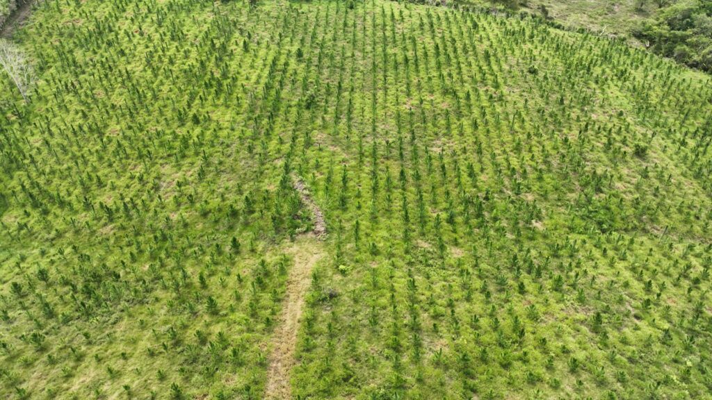 INAB alcanza el 55% de ejecución de los programas de incentivos forestales PINPEP y PROBOSQUE en 2026