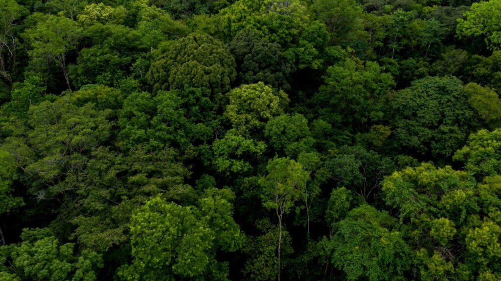 MAPFRE neutraliza el 84% de su huella de carbono mediante proyectos de compensación