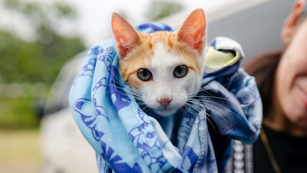 Más de 11 mil gatos fueron castrados en Centroamérica con el apoyo de Purina Cat Chow