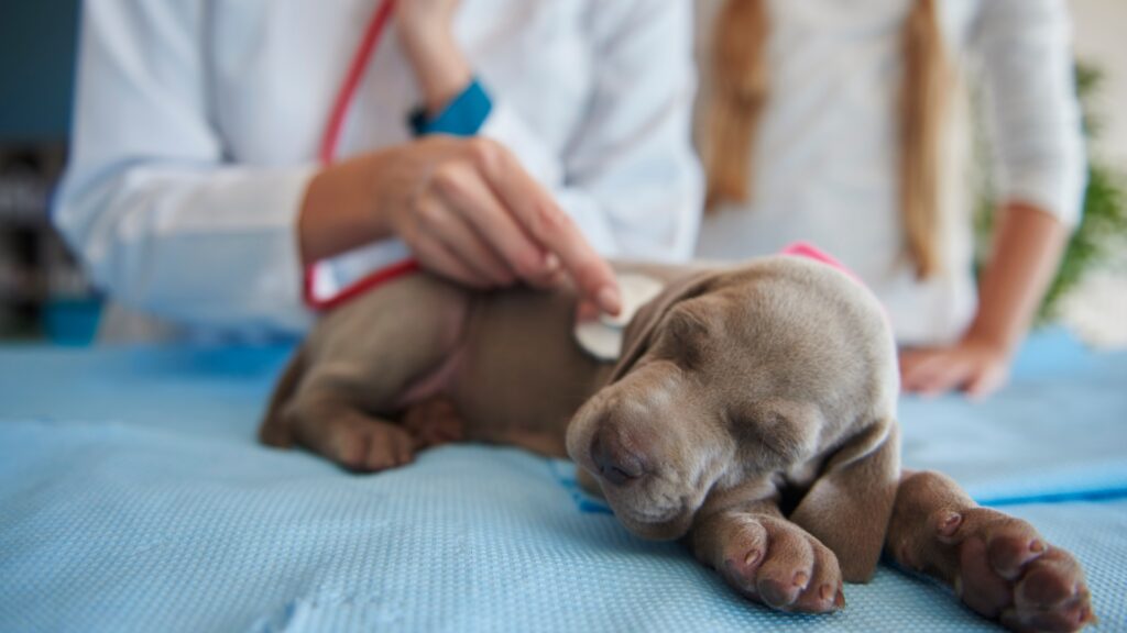 Lo que la piel de tu mascota puede revelar sobre su salud