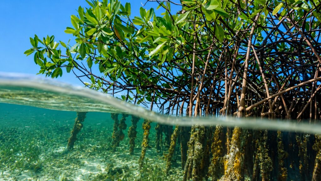 Manglares: el ecosistema que protege la vida entre el mar y la tierra