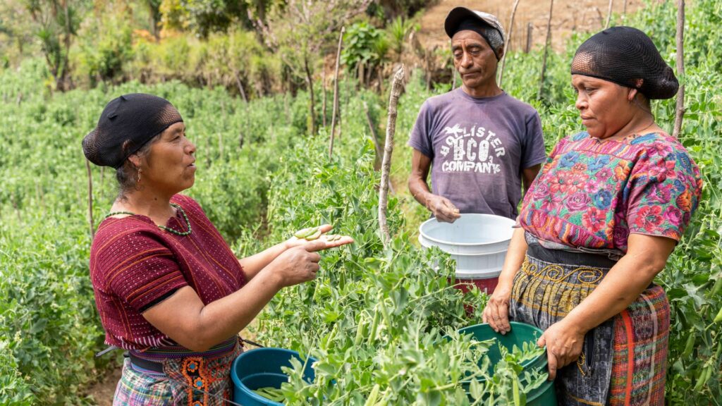 Pequeños productores de hortalizas y aguacate incrementan sus ventas en más de US$2.8 millones con apoyo de TechnoServe