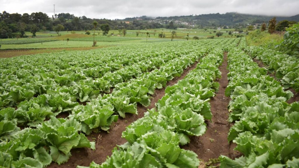 Cambios en el clima llevan a agricultores a proteger sus cosechas
