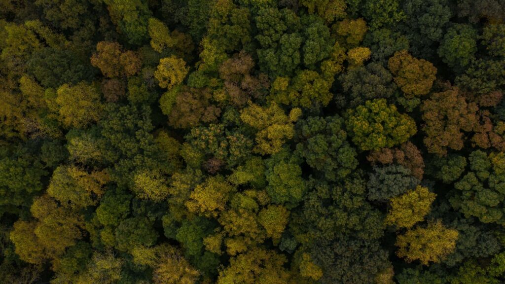 Manejo forestal en Guatemala impulsa la conservación y renovación de los bosques