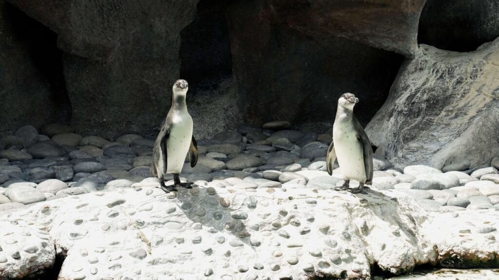 Jorge y Carlos se suman al recinto de pingüinos del Zoológico La Aurora