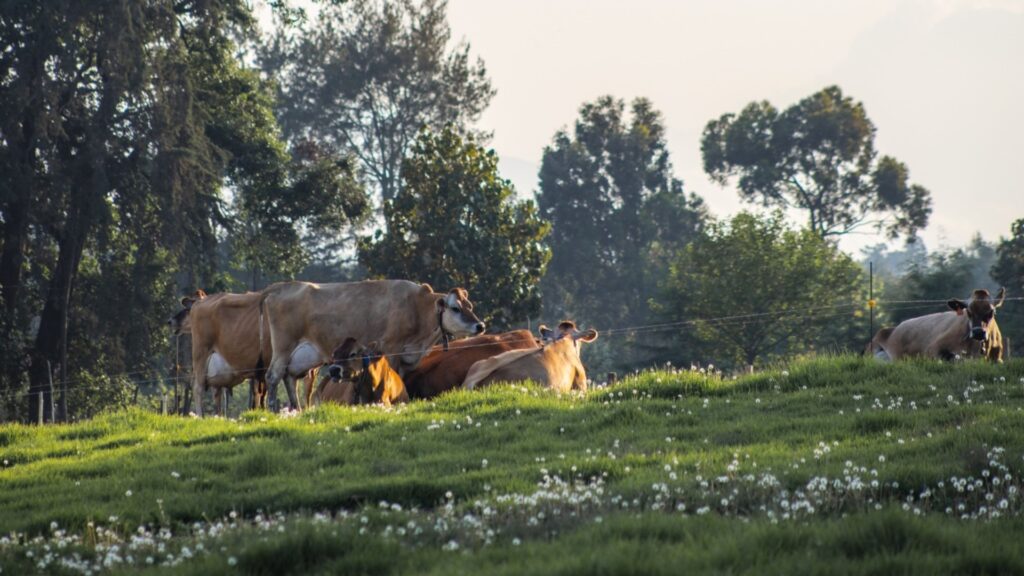 Pasajinak destaca los beneficios de la leche Jersey desde su origen