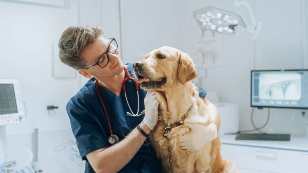Cambios en el comportamiento de tu perro: señales que no deberías ignorar
