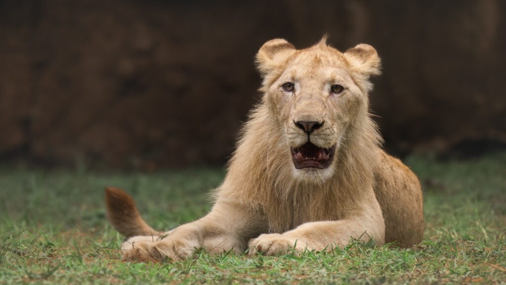 Zoológico La Aurora presenta leones blancos y nuevas experiencias para sus visitantes