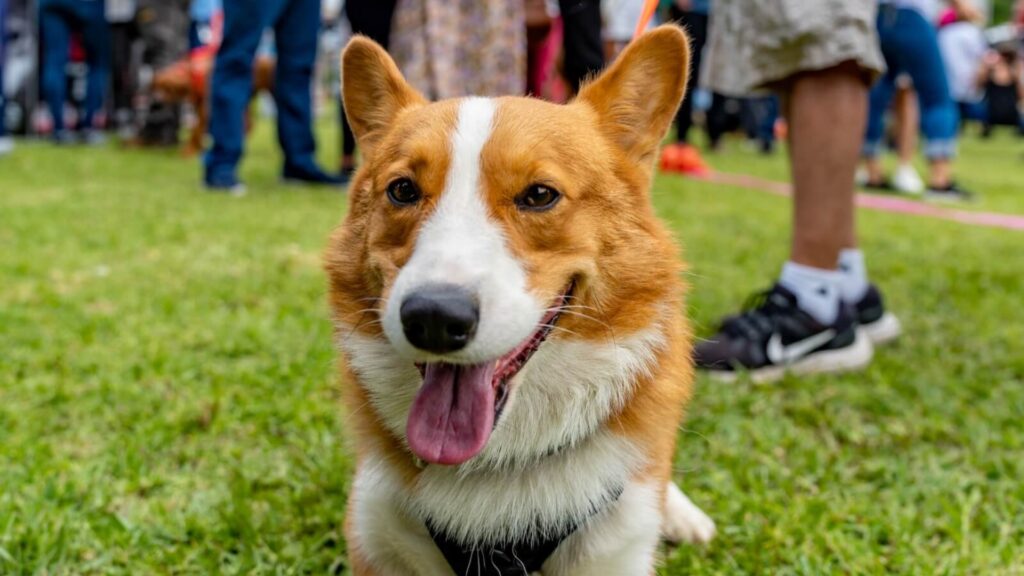 La Carrera de Corgis 2026 apoyará una causa a favor del bienestar animal