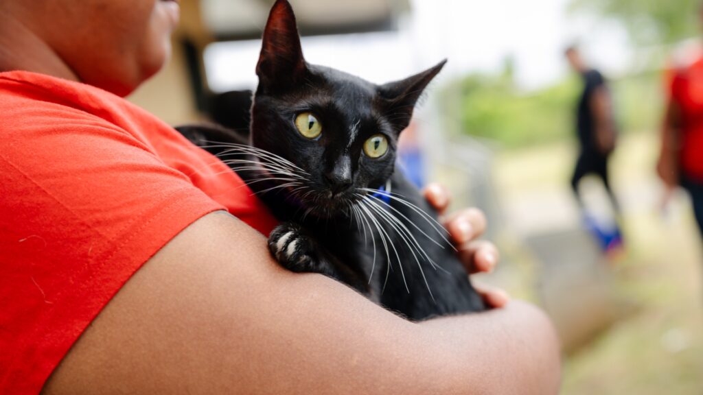 Castración en gatos: cinco mitos sobre su comportamiento y personalidad